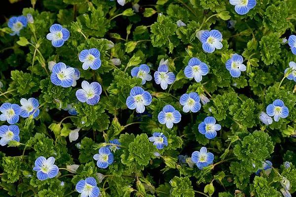 50种·蓝紫色系植物,尊享高贵典雅浪漫的视觉盛宴