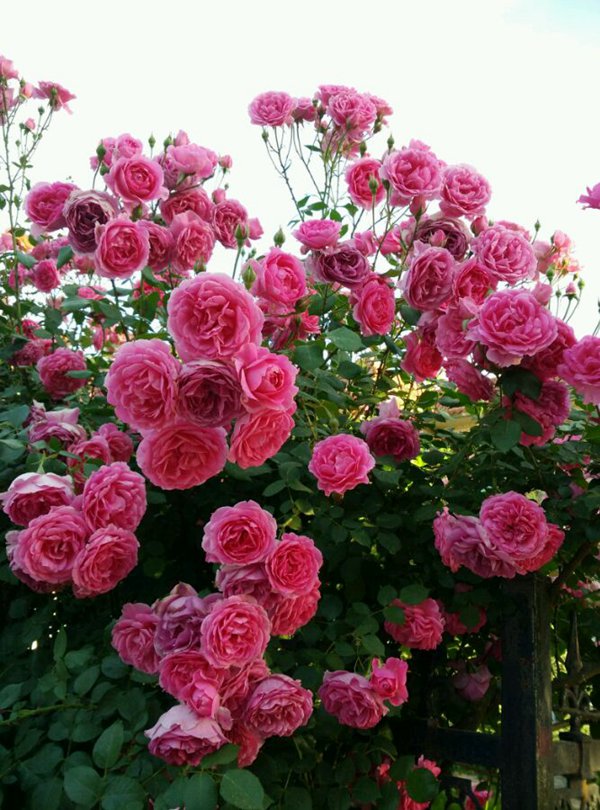 庭院小型藤本月季推荐,适合阴面阳台的3款藤本月季