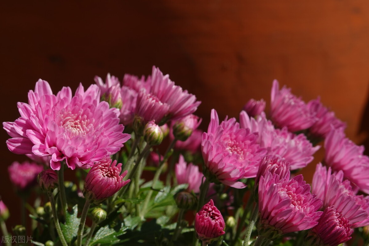 重阳节赏菊花的介绍,赏菊打卡好去处