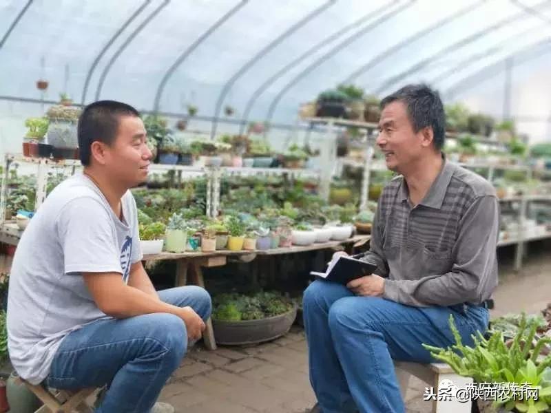 “老吴寻访西府奇人”：一片绿叶创大业