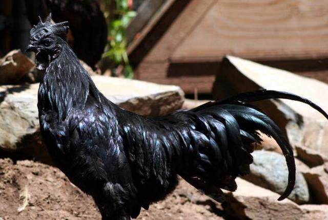 五黑鸡正宗散养,散养的黑乌鸡