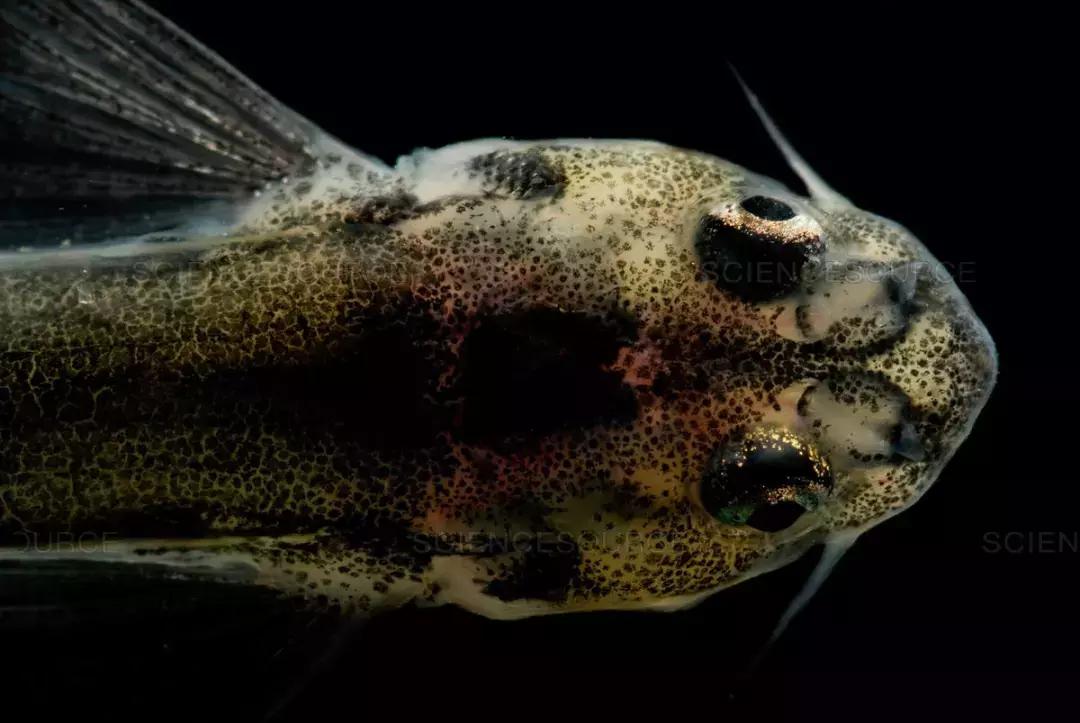 亚马逊河里的恐怖之处,亚马逊河里有多恐怖