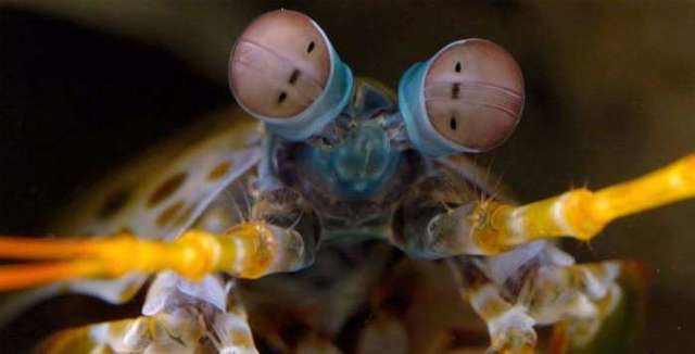 人的眼睛在动物界的水平,人的视力在动物界排名