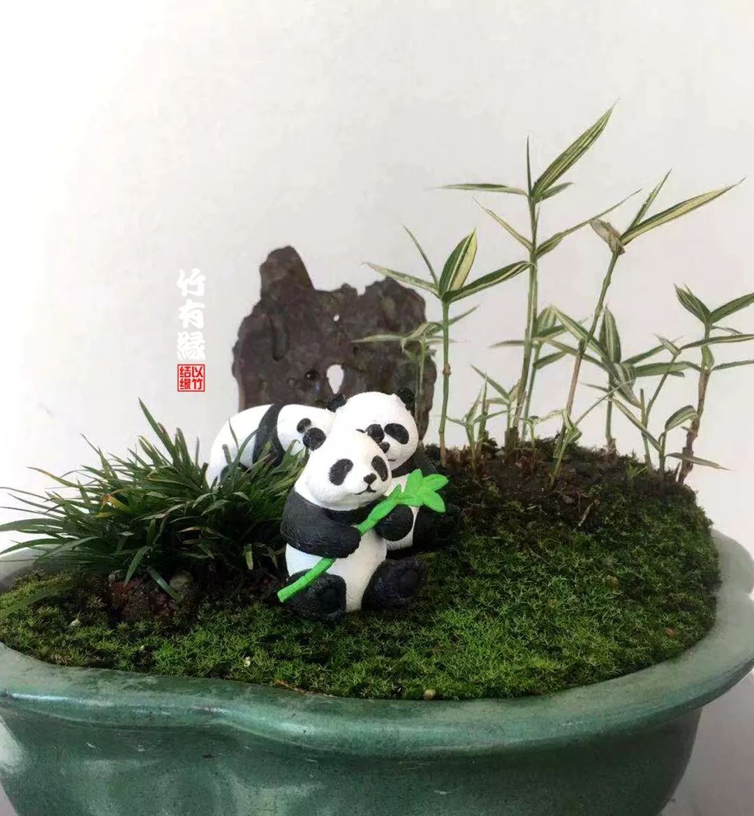 竹子浇水诀窍,竹子浇水的正确方法