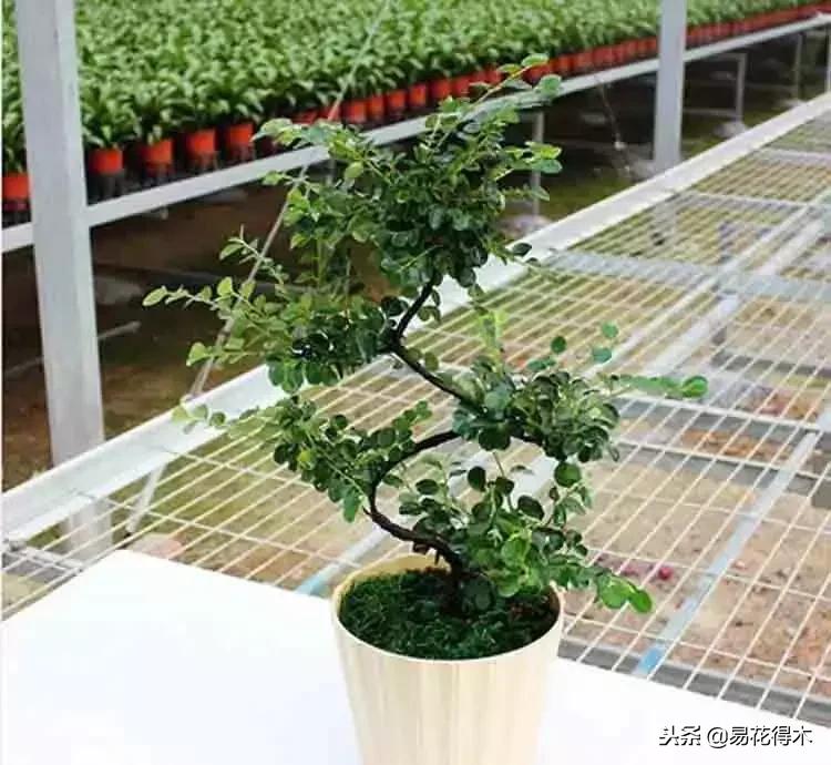 盆栽植物落叶是怎么回事,盆栽植物出现黄叶怎么处理