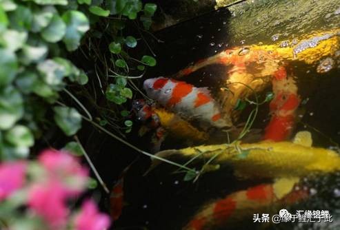 人工喂养锦鲤鱼,锦鲤鱼喂养视频