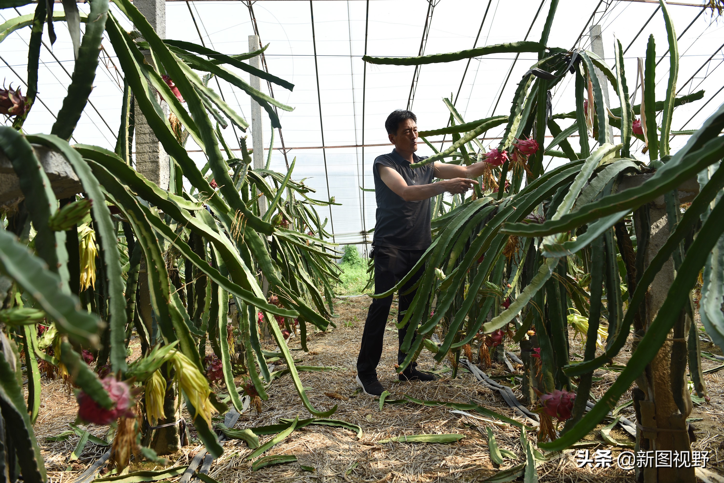 农村大哥吃火龙果,农村大哥种菜一年12万