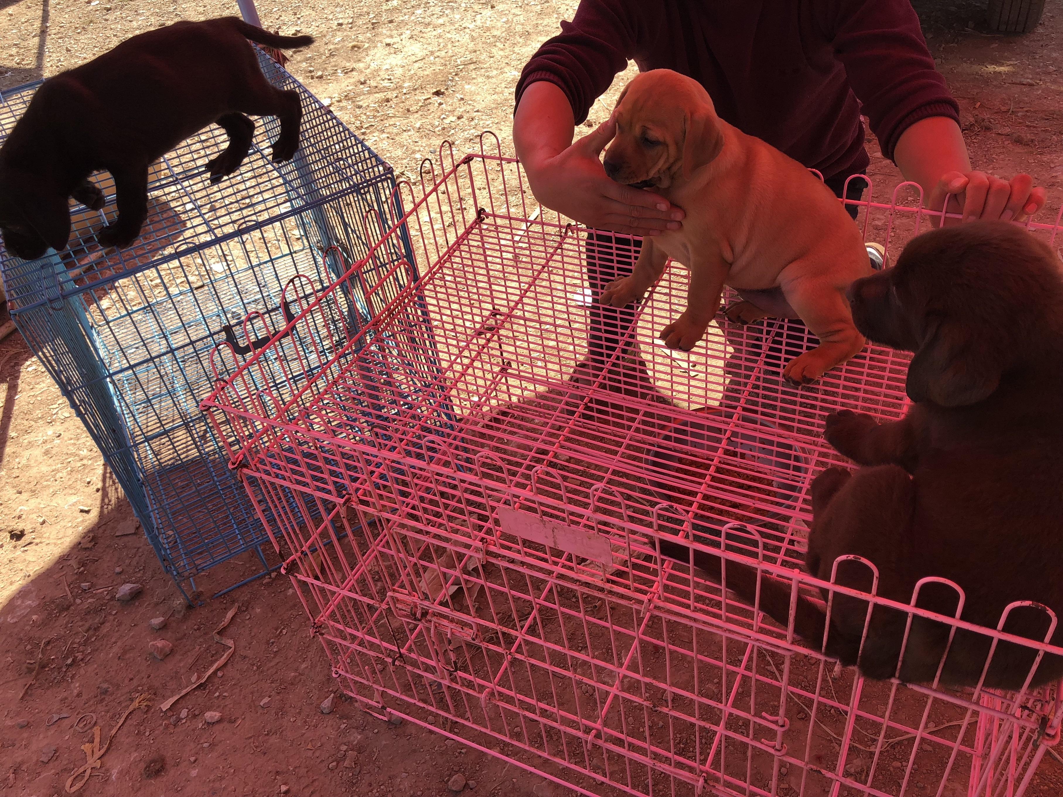 拉布拉多狗市买什么,去狗市买拉布拉多需要注意什么