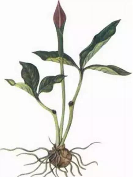 玉米和杂草对比图,玉米地里的草和玉米一样高怎么办