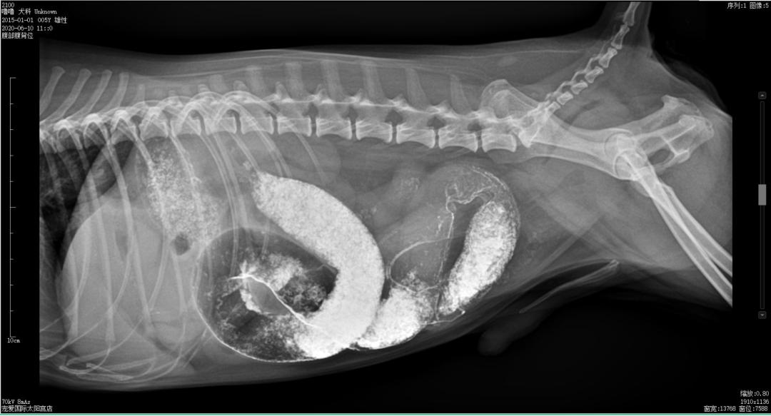狗狗异物划伤肠道症状,狗狗吃什么润滑肠道利于异物排出