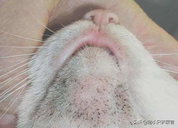 猫咪的下巴脏怎么处理,猫咪的下巴怎么清洁