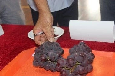 插上农业物联网的翅膀，慈溪葡萄能否扭转产业局面？