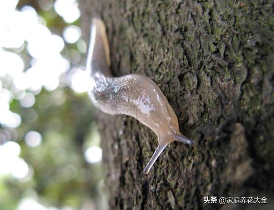 蜗牛没有房子,蜗牛没有房子还能活吗