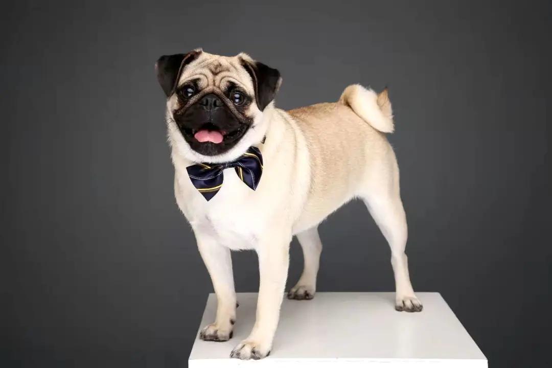 男生猛犬穿女装,男生细狗穿女装