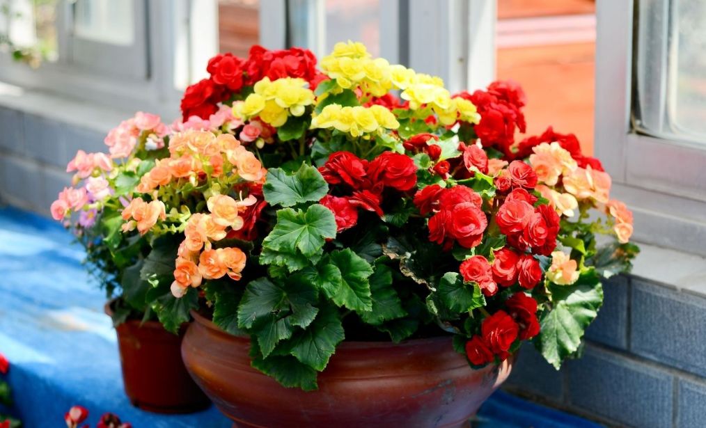 海棠花发黄是什么原因,海棠花叶片发黄是怎么回事