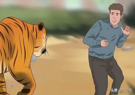 70岁老汉野外和500斤东北虎对峙,老汉和老虎对打