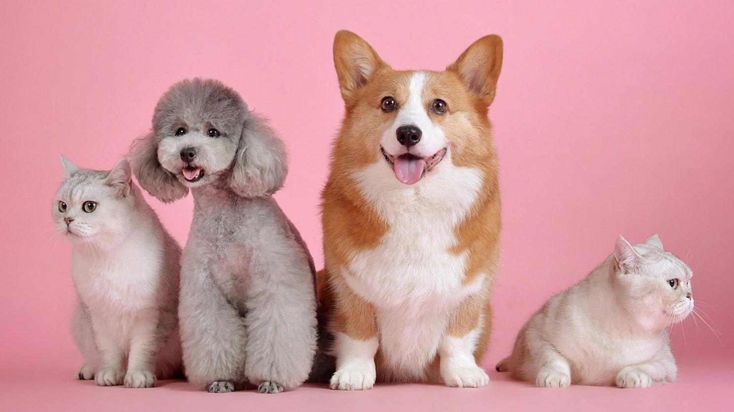 新人萌宠带货一个月赚多少,宠物类带货的利润是多少