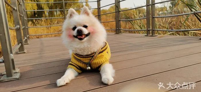 北京哪些公园可以带狗进入游玩,北京适合带宠物玩的地方推荐