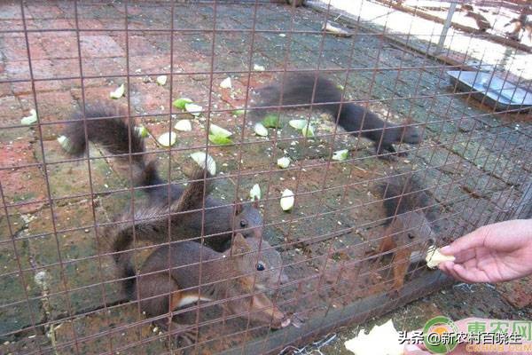 人工饲养最大的松鼠,野生松鼠能当宠物养吗