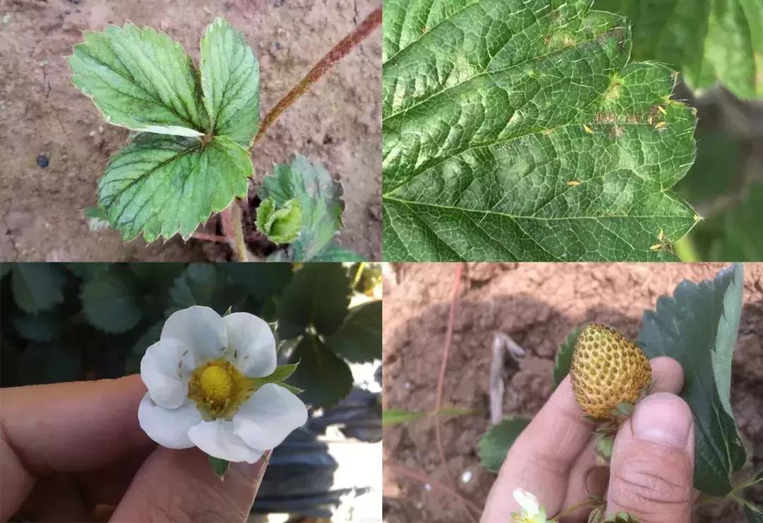 草莓蓟马虫害的症状与防治,秋季草莓虫害危害重点防治与识别