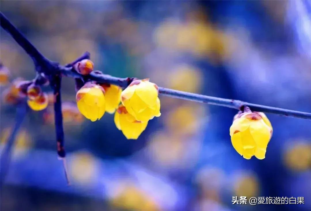 腊梅花开放视频,成都看腊梅的地方