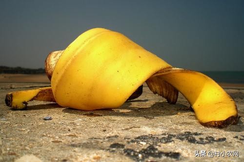 吃完了香蕉皮要不要扔掉,吃完香蕉再吃枣子会怎么样
