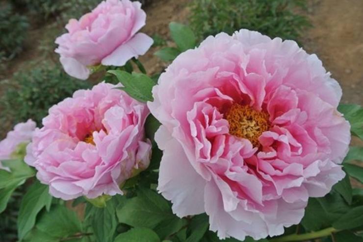 牡丹的盆栽栽培技术与管理,又到牡丹盛开时节