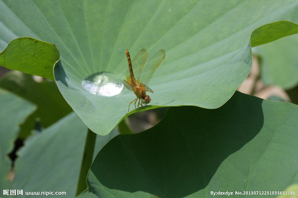 古人写动物的诗句有鸣叫的蝉,昆虫的诗句最经典