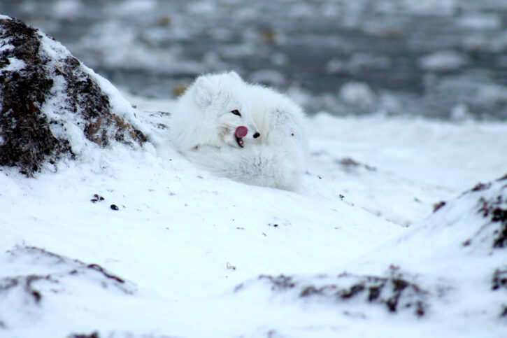 不狡（脚）猾（滑）的北极狐：家在寒地又怎样？我照样冬暖夏凉
