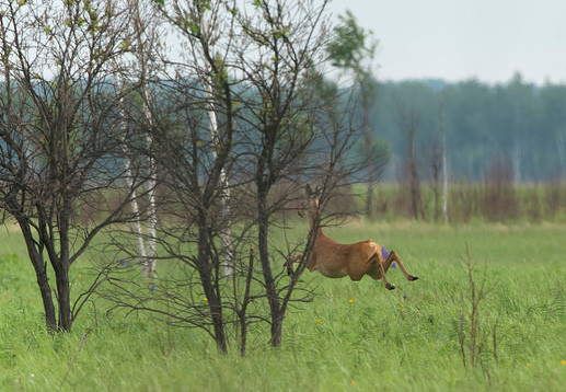 东北狍子为什么叫狍子,东北神兽狍子真的傻吗