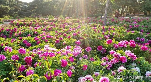 值得参观的国内优秀花园之品鉴（上篇）