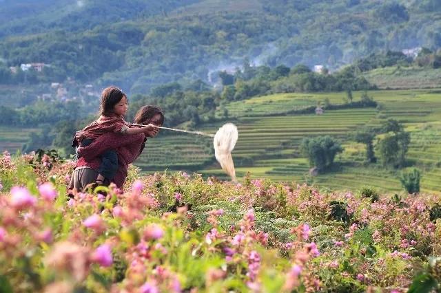 苗圃樱桃最后怎么死的,苗圃樱桃解读