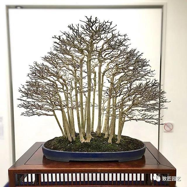 打算做盆景行业怎样入行,想做盆景生意怎么入手