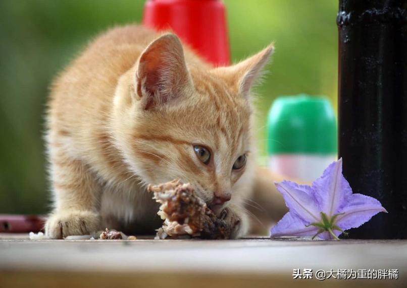 猫咪可以吃煎鱼会上火吗,猫咪可以吃鱼吗会不会卡住