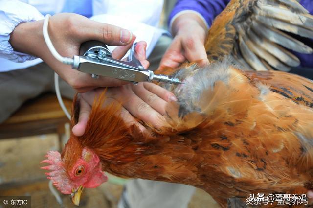 鸡得了滑液囊还能继续养吗,学会这一招养鸡再也不怕滑液