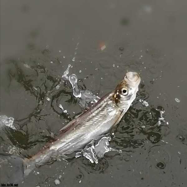 摩羊工坊测评,摩羊工坊怎么样