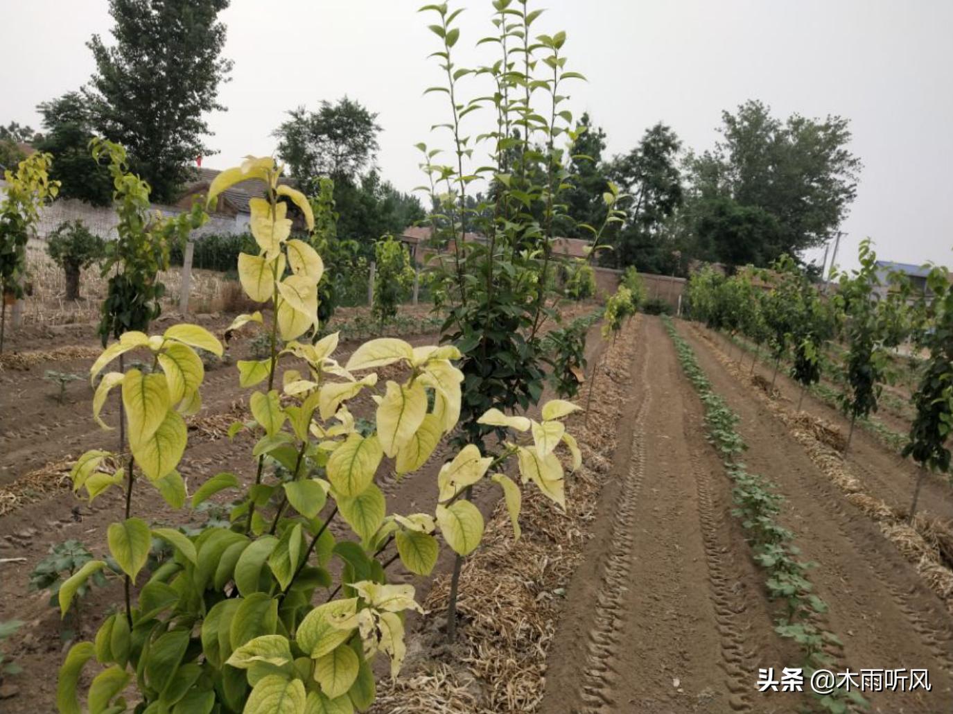 苹果树叶子发黄是缺什么,春天苹果树叶子发黄怎么办