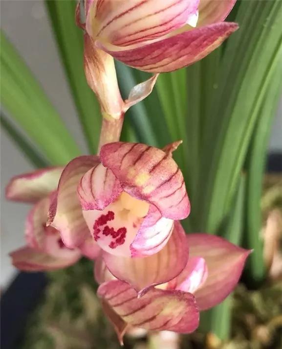 四川崇州早年下山的一颗春剑瓣型红花，现在成为镇园之宝