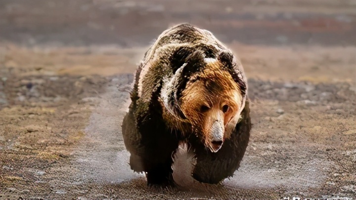 可可西里无人区为什么是人类禁区,去可可西里无人区死亡率