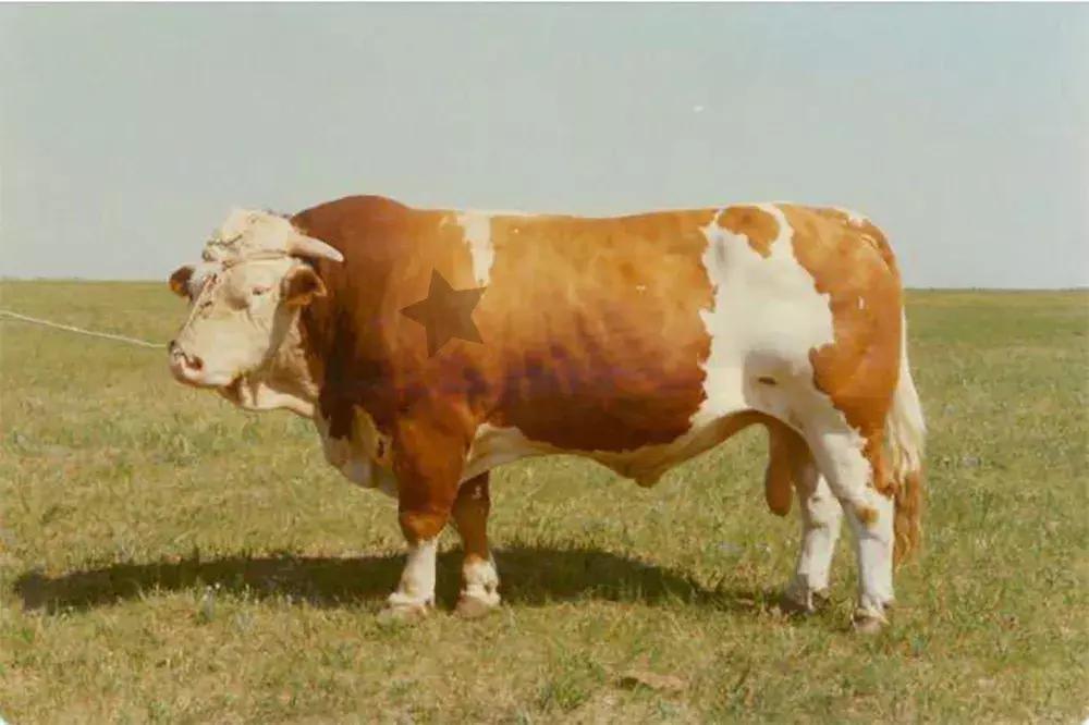 图形和字体结合商标,文字标和图形标怎么区别