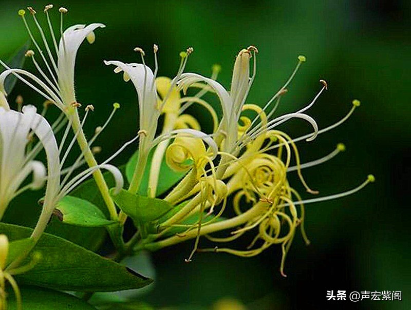 金银花的故事传说,关于中药材金银花的故事简短