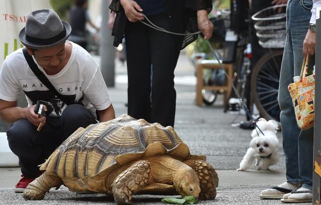 养殖龟分析,养殖陆龟犯不犯法