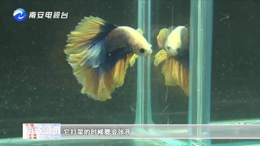 90后小伙的“斗鱼”梦：泰国斗鱼从南安“游”到全国各地！