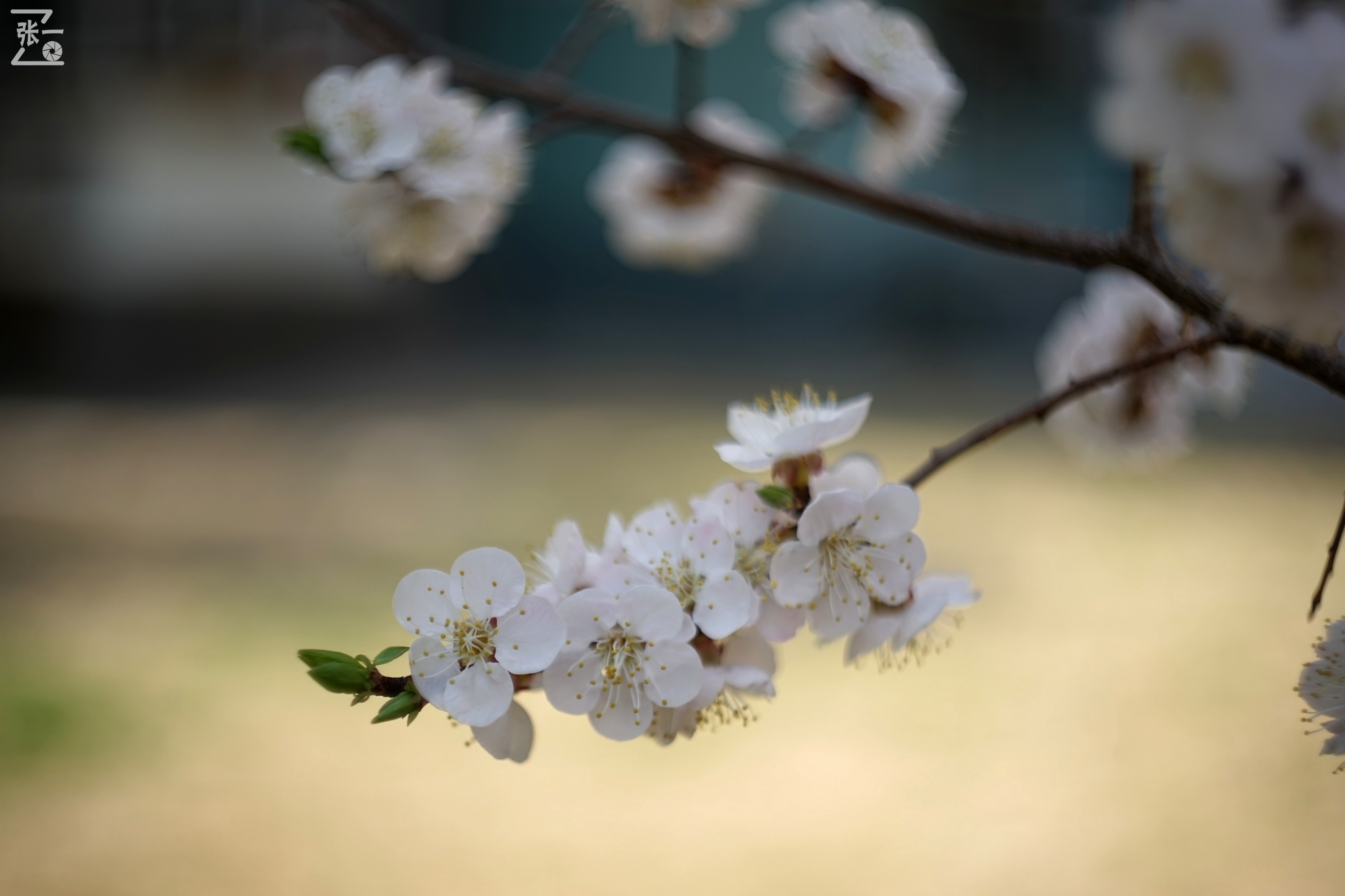 miranda鍗曞弽,miranda鐩告満