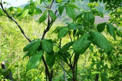 刺五加是刺果棒吗,刺五加别名叫什么