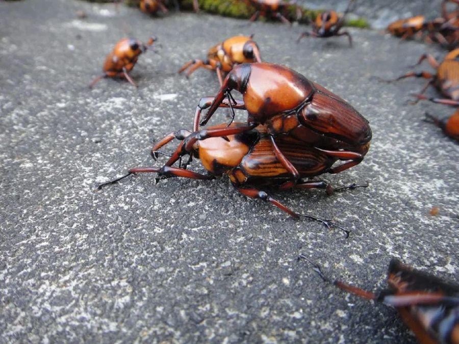 竹象食用价值,竹象好吃吗