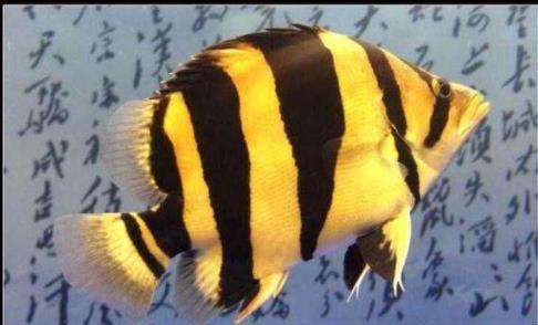 老百姓养得起的观赏鱼,皮实好养的本土观赏鱼有哪些