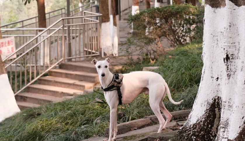 中国比较凶猛的犬,中国被公认的最凶猛的犬