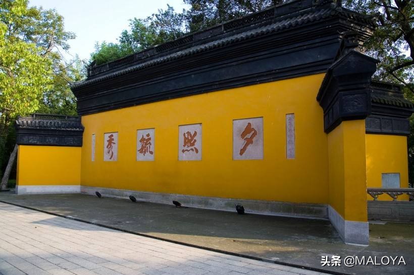 杭州灵隐寺1700年菩提树开花,杭州灵隐寺旅游全攻略