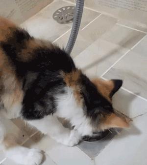 祝铲屎官麻麻节日快乐!毛孩子的行动超暖心了